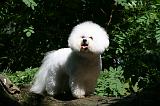BICHON FRISE 587